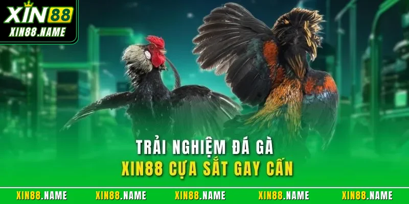 Trải nghiệm đá gà XIN88 cựa sắt gay cấn